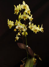 Načíst obrázek do prohlížeče Galerie, Phal. stuartiana var. nobilis (Yellow) &#39;GG407&#39;
