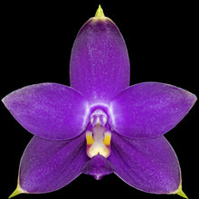 Načíst obrázek do prohlížeče Galerie, Phal. Violacea x LL Blue in Green KM3455
