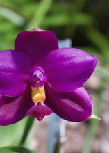 Načíst obrázek do prohlížeče Galerie, Phal. Violacea x LL Blue in Green KM3455
