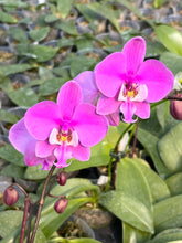Załaduj obraz do przeglądarki galerii, Phal. schilleriana x sib / 2.5" Voňavá
