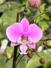 Załaduj obraz do przeglądarki galerii, Phal. schilleriana x sib / 2.5" Voňavá
