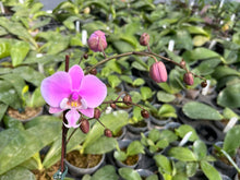 Załaduj obraz do przeglądarki galerii, Phal. schilleriana x sib / 2.5" Voňavá
