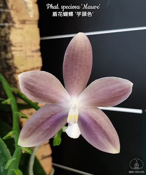 Phal. speciosa 'Mauve' t{etraspis Purple}  Voňvá