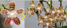 Načíst obrázek do prohlížeče Galerie, Phal. sumatrana x sib / 2.5″
