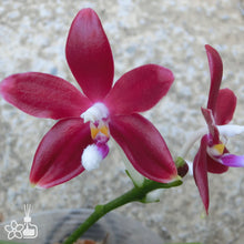Načíst obrázek do prohlížeče Galerie, Phal. tetraspis Red Voňavá
