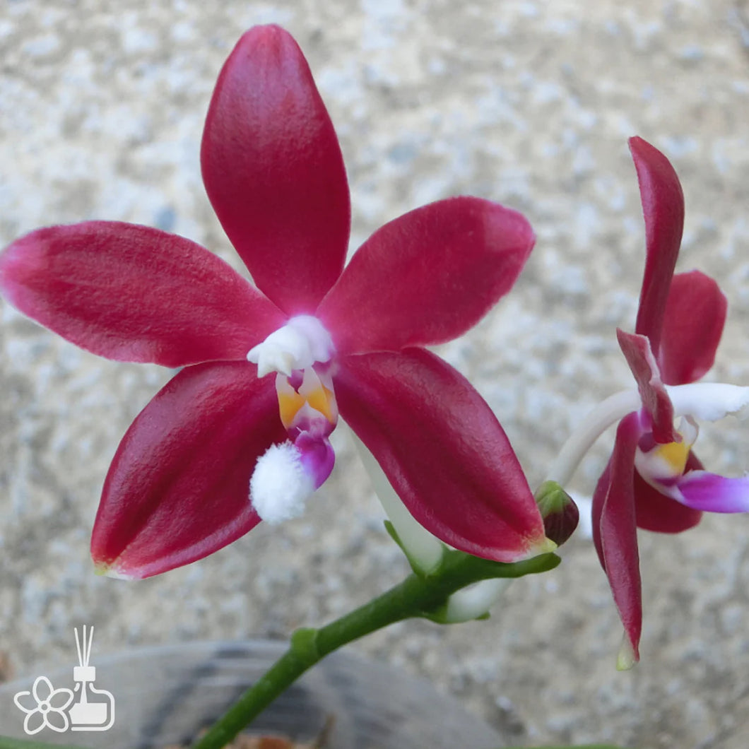 Phal. tetraspis Red Voňavá