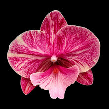 Lade das Bild in den Galerie-Viewer, Phalaenopsis King Marble
