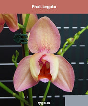 Lade das Bild in den Galerie-Viewer, Phal. Legato (peloric)/ Miki Smoky Pink
