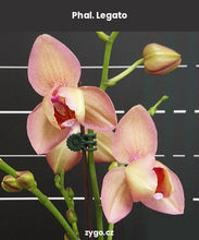 Lade das Bild in den Galerie-Viewer, Phal. Legato (peloric)/ Miki Smoky Pink
