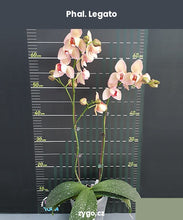 Lade das Bild in den Galerie-Viewer, Phal. Legato (peloric)/ Miki Smoky Pink
