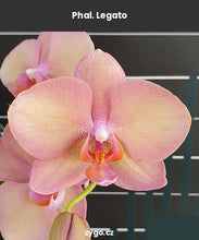 Lade das Bild in den Galerie-Viewer, Phal. Legato (peloric)/ Miki Smoky Pink
