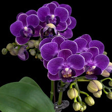 Lade das Bild in den Galerie-Viewer, Phal Reyoung Ultra Violet
