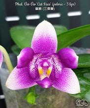 Načíst obrázek do prohlížeče Galerie, Phalaenopsis Vio Vio &#39;Cat Face&#39; (peloric - 3 lips) - voňavá  {B7}
