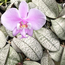 Załaduj obraz do przeglądarki galerii, Phalaenopsis.schilleriana ‘silver’
