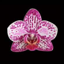 Načíst obrázek do prohlížeče Galerie, Phalaenopsis SOGO Xena
