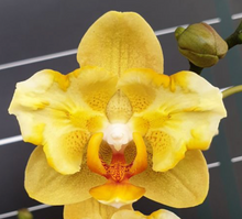 Lade das Bild in den Galerie-Viewer, Phalaenopsis Little Emperor '560' (pelorisch -2 Augen) - duftend {B53} 
