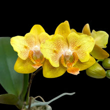 Lade das Bild in den Galerie-Viewer, Phalaenopsis Little Emperor '560' (pelorisch -2 Augen) - duftend {B53} 
