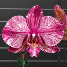 Načíst obrázek do prohlížeče Galerie, Phalaenopsis Ark's Happy Magician '3674'
