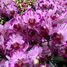 Načíst obrázek do prohlížeče Galerie, Dtps. Little Gem Stripes &#39;Cat King&#39; - Phal. Little Flash {883}
