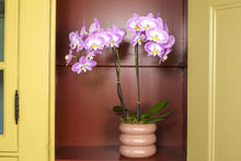 Načíst obrázek do prohlížeče Galerie, Phalaenopsis Sunca Split
