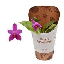 Načíst obrázek do prohlížeče Galerie, Phalaenopsis Violacea
