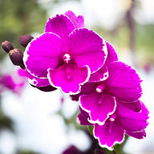 Lade das Bild in den Galerie-Viewer, Phalaenopsis Younghome Pinying '0792'
