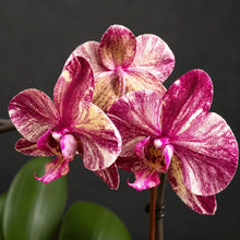 Načíst obrázek do prohlížeče Galerie, Phalaenopsis Ark's Happy Magician '3674'
