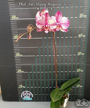 Načíst obrázek do prohlížeče Galerie, Phalaenopsis Ark's Happy Magician '3674'
