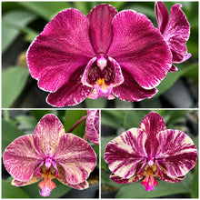 Načíst obrázek do prohlížeče Galerie, Phalaenopsis Ark's Happy Magician '3674'
