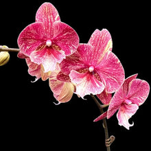 Lade das Bild in den Galerie-Viewer, Phalaenopsis King Marble
