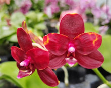 Načíst obrázek do prohlížeče Galerie, Phalaenopsis  Liulin Black Spot
