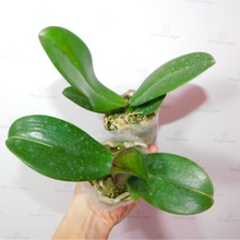 Načíst obrázek do prohlížeče Galerie, Phalaenopsis. NCK Maisie {N75085}
