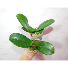 Načíst obrázek do prohlížeče Galerie, Phalaenopsis Miki Opera (peloric - 2 eyes) sleva
