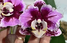 Načíst obrázek do prohlížeče Galerie, Phalaenopsis Miki Opera (peloric - 2 eyes) sleva
