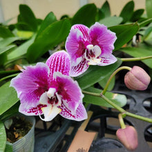 Načíst obrázek do prohlížeče Galerie, Phalaenopsis Miki Opera (peloric - 2 eyes) sleva

