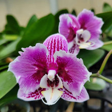 Načíst obrázek do prohlížeče Galerie, Phalaenopsis Miki Opera (peloric - 2 eyes) sleva
