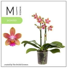 Načíst obrázek do prohlížeče Galerie, Phalaenopsis mtf. Morning Breeze Perfume
