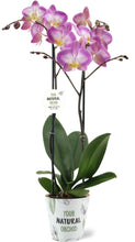 Načíst obrázek do prohlížeče Galerie, Phalaenopsis Sunca Split
