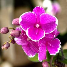 Lade das Bild in den Galerie-Viewer, Phalaenopsis Younghome Pinying '0792'
