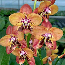 Načíst obrázek do prohlížeče Galerie, Phal. Zheng Min Anaconda mini voňavá {4890}
