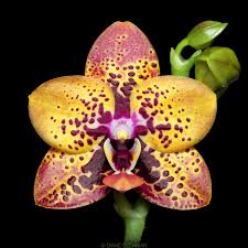 Phal. Zheng Min Anaconda mini voňavá {4890}