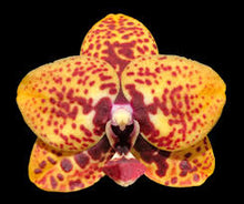 Načíst obrázek do prohlížeče Galerie, Phal. Zheng Min Anaconda mini voňavá {4890}
