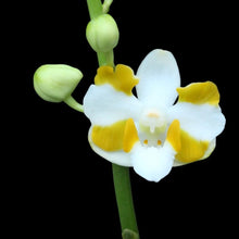 Načíst obrázek do prohlížeče Galerie, Phal. pulcherrima var. champorensis/Clone
