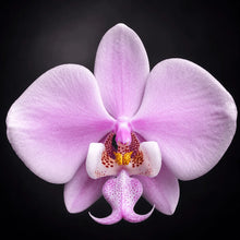 Załaduj obraz do przeglądarki galerii, Phalaenopsis.schilleriana ‘silver’
