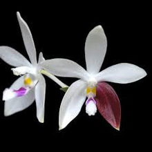 Načíst obrázek do prohlížeče Galerie, Phalaenopsis tetraspis &#39;C2&#39; - voňavá  NA OBJEDNÁVKU - DOSTUPNÉ V 2. POLOVINĚ DUBNA!!!
