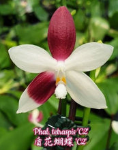 Načíst obrázek do prohlížeče Galerie, Phalaenopsis tetraspis &#39;C2&#39; - voňavá  NA OBJEDNÁVKU - DOSTUPNÉ V 2. POLOVINĚ DUBNA!!!
