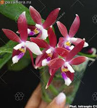 Načíst obrázek do prohlížeče Galerie, Phalaenopsis tetraspis &#39;C2&#39; - voňavá  NA OBJEDNÁVKU - DOSTUPNÉ V 2. POLOVINĚ DUBNA!!!
