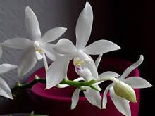 Načíst obrázek do prohlížeče Galerie, Phalaenopsis tetraspis from Emggama   DOSTUPNÉ V POLOVINĚ DUBNA!!!
