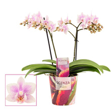 Načíst obrázek do prohlížeče Galerie, Phalaenopsis mtf. Sogo Pink Wing
