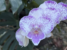 Načíst obrázek do prohlížeče Galerie, Phal. Polka Beauty .Yunger Heart
